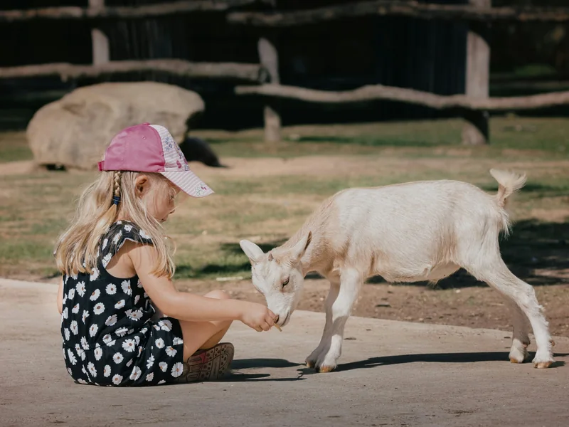 Children petting farm animals at Little Paws Petting Farm